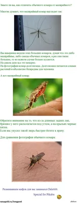 Укус малярийного комара: фото с необычных ракурсов