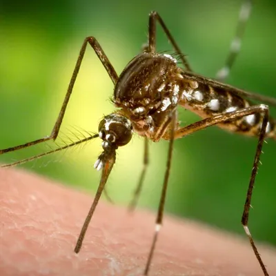 Фото укуса малярийного комара в формате PNG