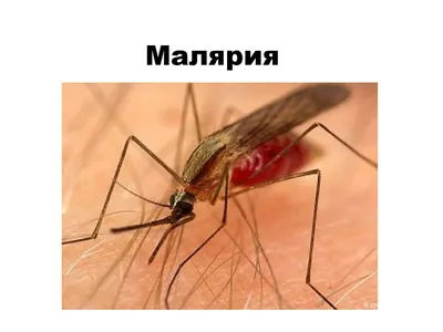 Фото укуса малярийного комара 4K разрешение