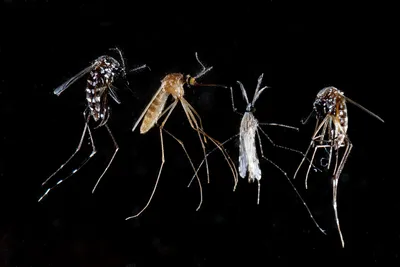 Укус малярийного комара: качественная фотография