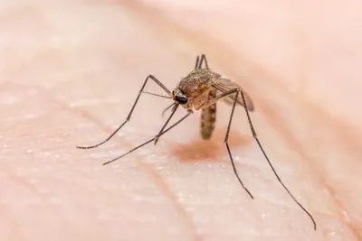 Фото укуса малярийного комара для скачивания