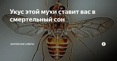 Красивые фотографии мухи