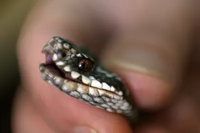 Укус неядовитой змеи фотографии