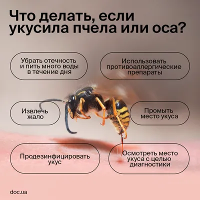 Фото укуса пчелы в формате JPG, PNG, WebP