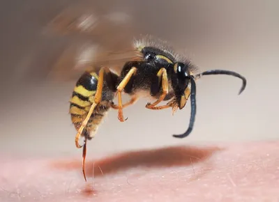 Пчелы в объективе: захватывающие фотографии укуса пчелы