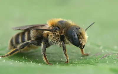Фотографии пчел: красота и загадочность в каждом кадре