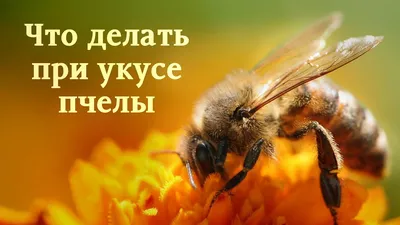 Фотоальбом пчел: увлекательное путешествие в мир укуса