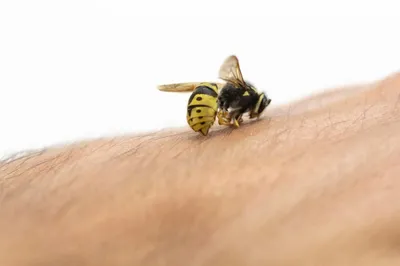 Фотографии пчел: красота и загадочность в каждом кадре