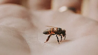 HD фото пчелы для скачивания