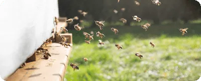 Фотографии пчелы в формате PNG