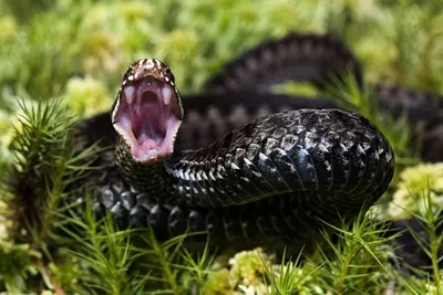 Укус змеи: фотография, вызывающая глубокое впечатление (webp)