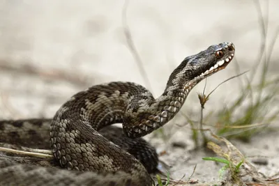 Фотография укуса змеи, заставляющая сердце замирать (jpg)