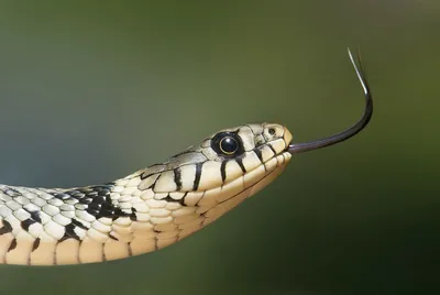 Фото укуса змеи, вызывающее адреналин (jpg)