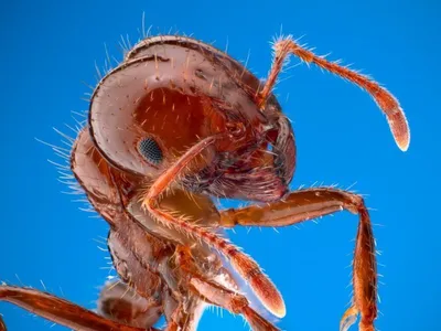 Фотографии укусов черных муравьев: удивительные моменты