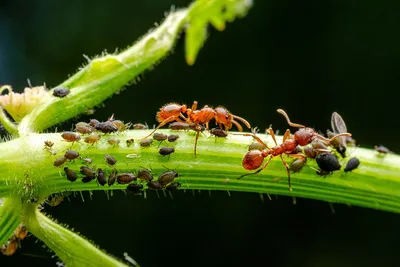 Фото укусов черных муравьев в HD качестве