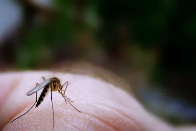 Фото: укусы комаров у детей до года