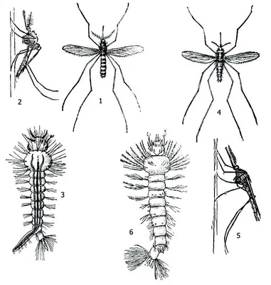 Фото комаров с подробными описаниями