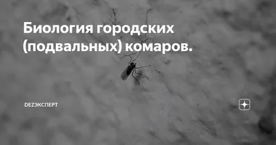 Укусы подвальных комаров на фото