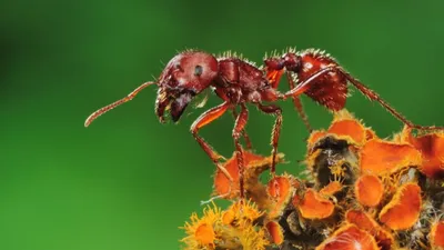 Фотографии укусов подвальных комаров: захватывающие моменты