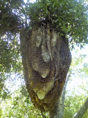 Фото улья диких пчел в формате PNG