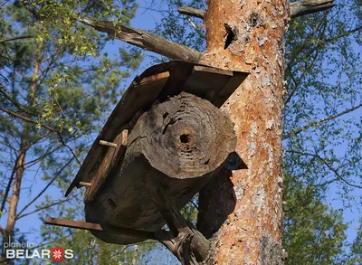 Фото улья диких пчел в 4K разрешении