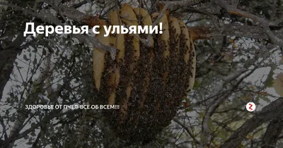 Улей диких пчел: фото и уникальные моменты пчелиной жизни