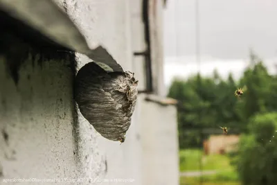 Фото улья на дереве: новые и свежие изображения бесплатно