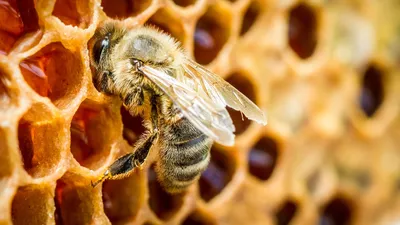 Фото улья с пчелами в HD качестве. Скачать бесплатно
