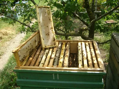Пчелы и улей: Full HD фото для скачивания