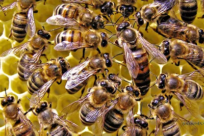 Улей с пчелами: изображение в формате PNG