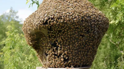 Фото улья с пчелами: скачать бесплатно в хорошем качестве