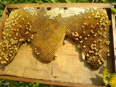 Улей с пчелами: новое изображение в 4K