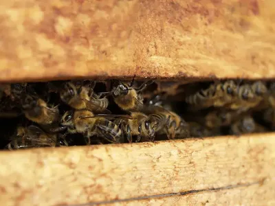 Пчелы и улей: скачать картинку в формате JPG