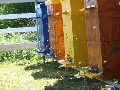 Фото улья с пчелами в Full HD качестве
