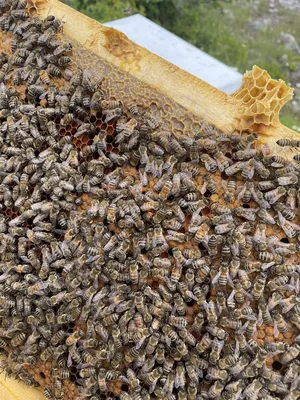 Новое изображение улья с пчелами в формате JPG