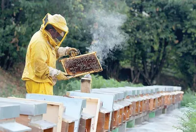 Улей с пчелами: скачать изображение в WebP