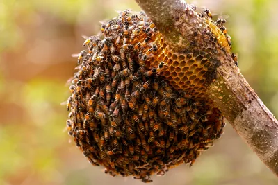 Улей с пчелами: 4K изображение для скачивания