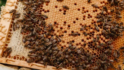 Фото улья с пчелами: новое изображение в формате PNG