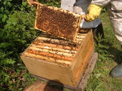 Фото улья с пчелами: скачать бесплатно в формате JPG