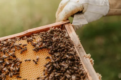 Улей с пчелами: новое изображение в WebP