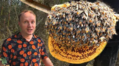 Пчелы и улей: 4K изображение для скачивания