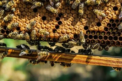 Улей с пчелами: красивые фото в Full HD