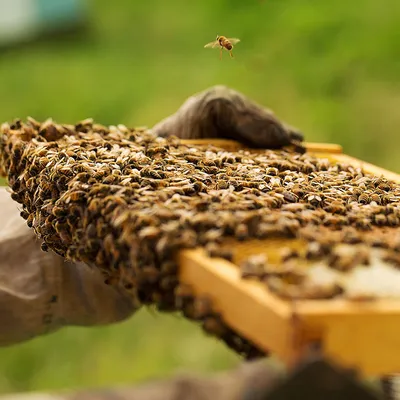 Улей с пчелами: скачать картинку в формате PNG