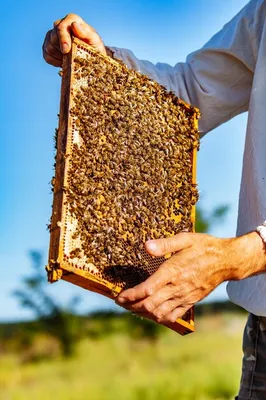 Фото улья с пчелами: HD изображение для скачивания