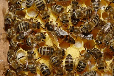 Улей с пчелами: Full HD фото в формате JPG