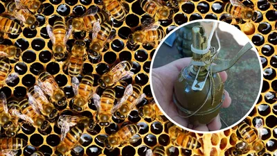 Улей с пчелами: скачать бесплатно в WebP