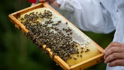 Улей с пчелами во всей своей красе