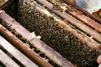 Удивительные фотографии улья с пчелами