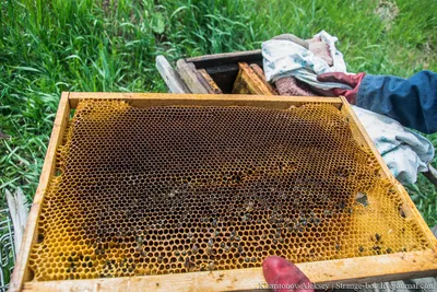 Взгляните на фото улья с пчелами