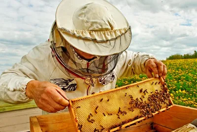 Пчелы и улей: скачать картинку в хорошем качестве